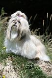 SHIH TZU 220